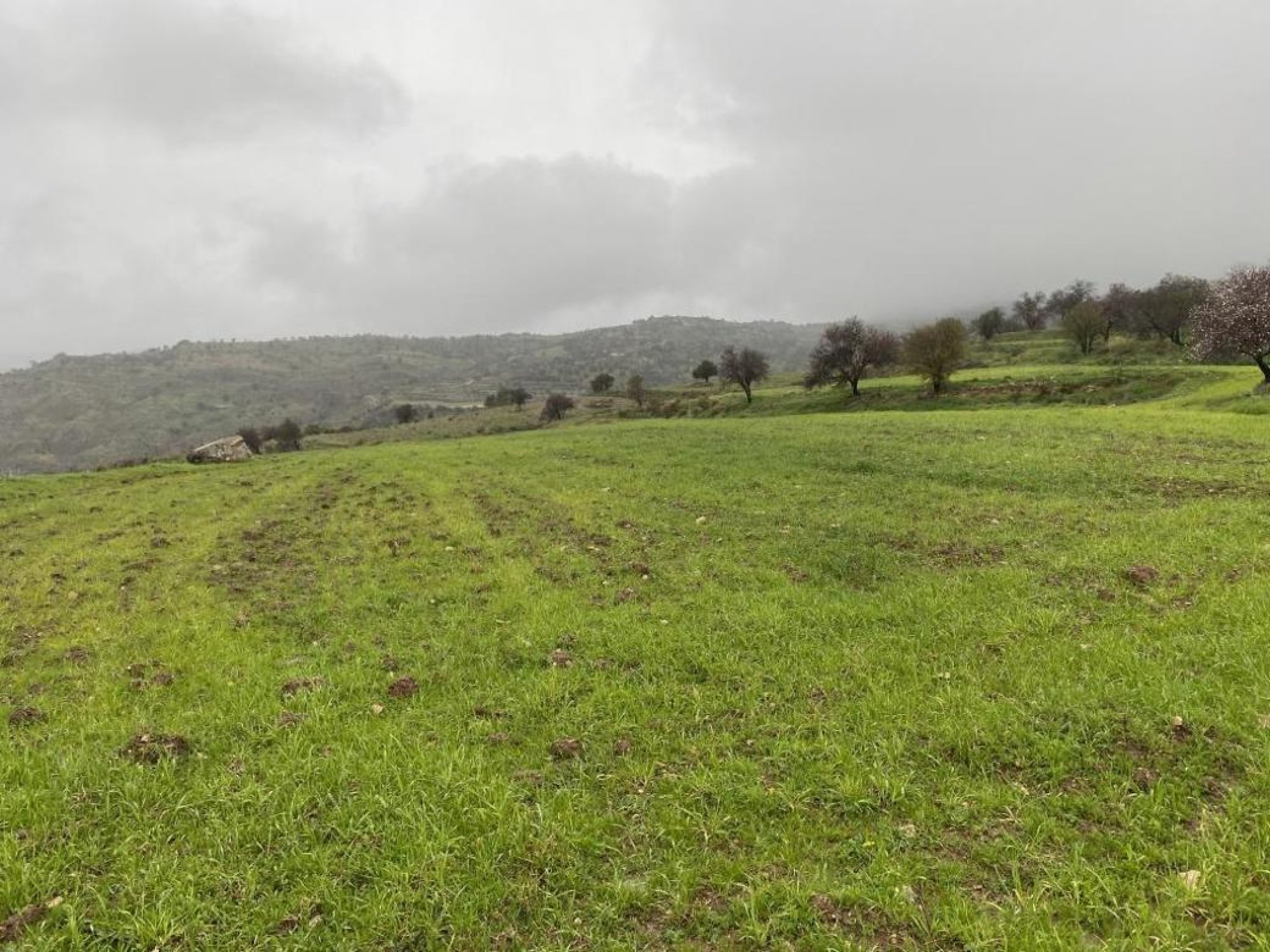 For Sale, Land, Field, Paphos, Kelokedara, 12,041m² — image 2